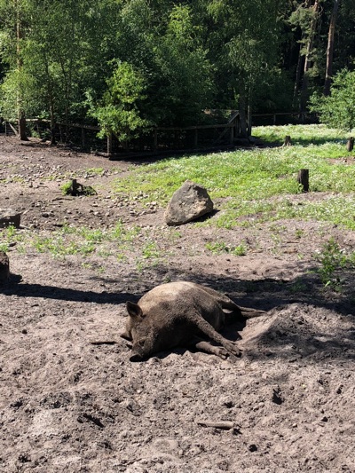Dauerthema im Grünausschuss der Bezirksversammlung Altona